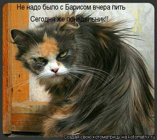 Котоматрица: Не надо было с Барисом вчера пить Не надо было с Барисом вчера пить Сегодня же понедельник!! Сегодня же понедельник!!