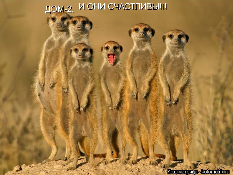 Котоматрица: ДОМ-2. И ОНИ СЧАСТЛИВЫ!!!