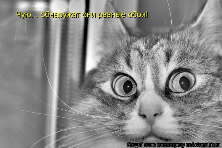 Котоматрица: Чую... обнаружат они рваные обои!