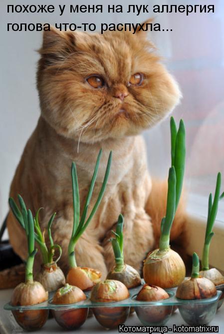 Котоматрица: похоже у меня на лук аллергия голова что-то распухла...