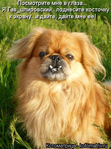 Котоматрица: Посмотрите мне в глаза... Я Гав_шпировский...поднесите косточку  к экрану...и дайте, дайте мне ее!