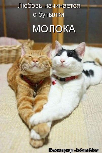 Котоматрица: Любовь начинается  с бутылки МОЛОКА