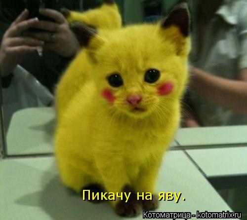 Котоматрица: Пикачу на яву.