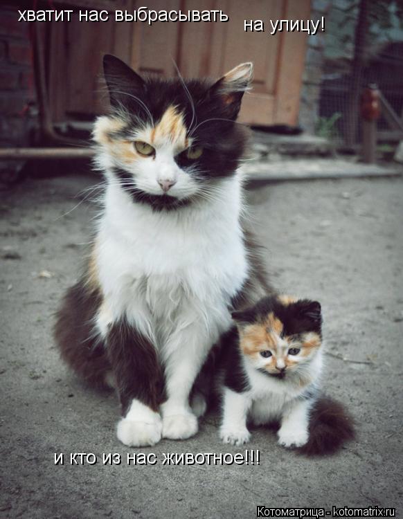Котоматрица: хватит нас выбрасывать на улицу! и кто из нас животное!!!