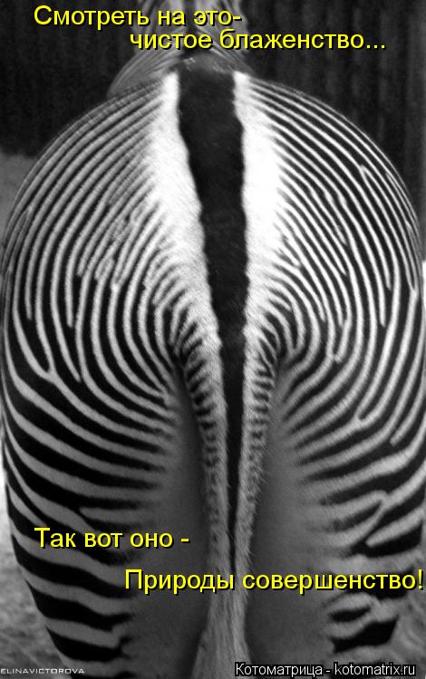 Котоматрица: Смотреть на это- чистое блаженство... Так вот оно - Природы совершенство!