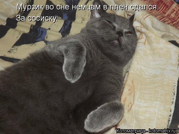 Котоматрица: Мурзик во сне немцам в плен сдался. За сосиску.