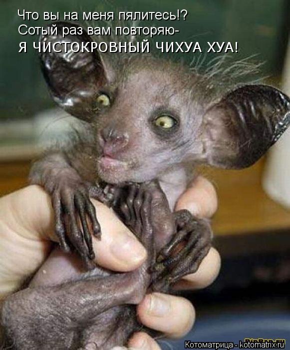 Эти забавные животные