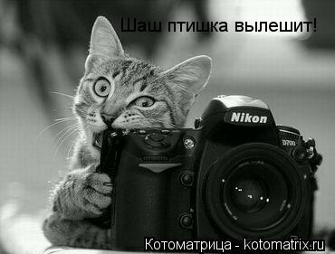 Котоматрица: Шаш птишка вылешит!