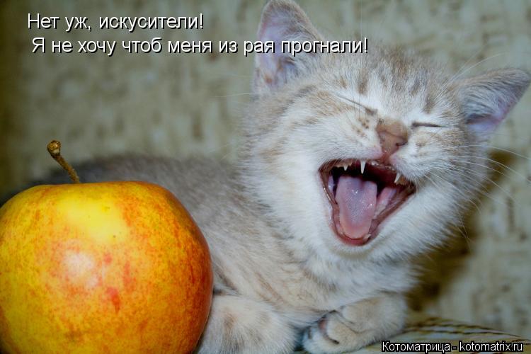 Нет уж, искусители! Я не хочу чтоб меня из рая прогнали!... Котоматрица: Нет уж, искусители! Я не хочу чтоб меня из рая прогнали!