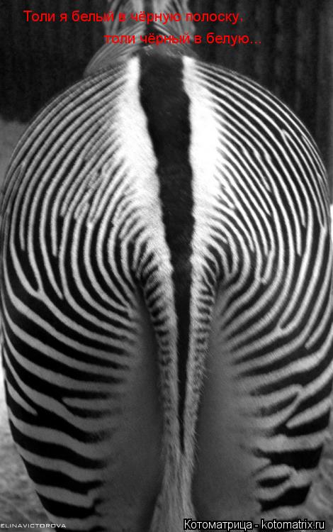 Котоматрица: Толи я белый в чёрную полоску , толи чёрный в белую...