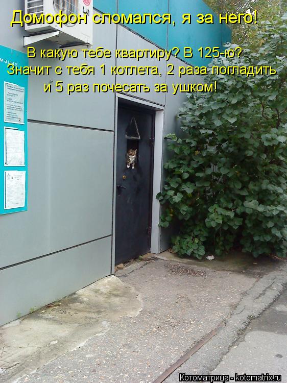 Котоматрица: Домофон сломался, я за него!  В какую тебе квартиру? В 125-ю?  Значит с тебя 1 котлета, 2 раза погладить  и 5 раз почесать за ушком!
