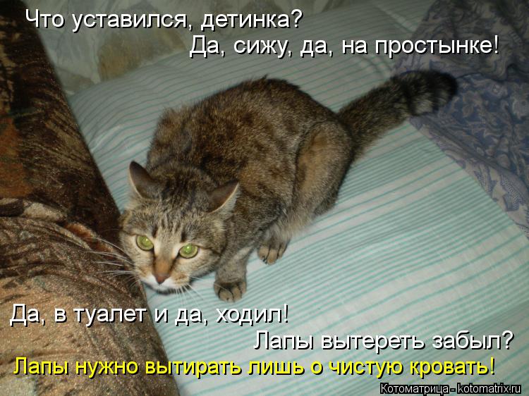 Котоматрица: Что уставился, детинка? Да, сижу, да, на простынке! Лапы вытереть забыл? Да, в туалет и да, ходил! Лапы нужно вытирать лишь о чистую кровать!