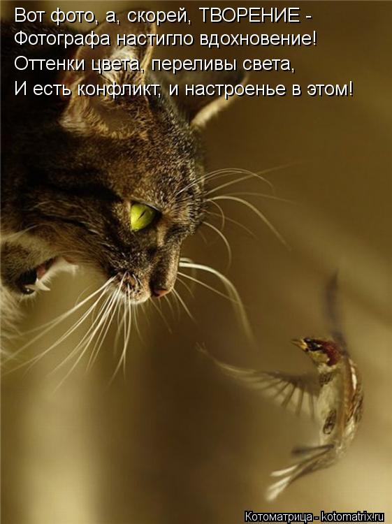 Котоматрица: Вот фото, а, скорей, ТВОРЕНИЕ - Фотографа настигло вдохновение! Оттенки цвета, переливы света, И есть конфликт, и настроенье в этом!