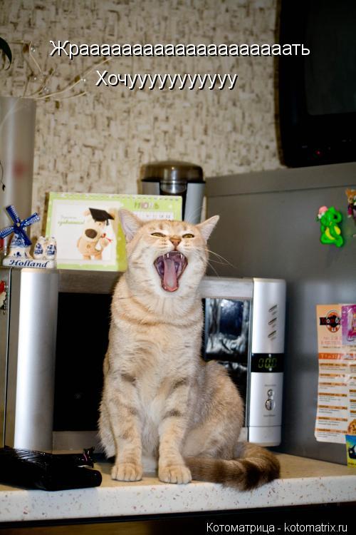 Жраааааааааааааааааааать Жраааааааааааааааааааать Хочууууууууууу Хочууууууууууу .... Котоматрица: Жраааааааааааааааааааать Жраааааааааааааааааааать Хочууууууууууу Хочууууууууууу .