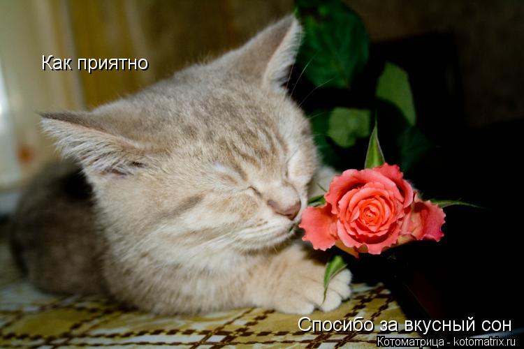 Как приятно Спосибо за вкусный сон... Котоматрица: Как приятно Спосибо за вкусный сон