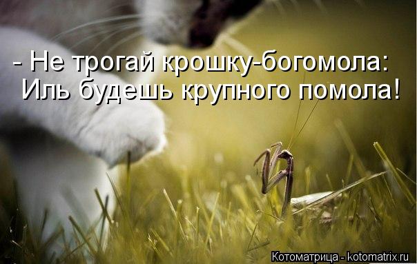 - Не трогай крошку-богомола: Иль будешь крупного помола!... Котоматрица: - Не трогай крошку-богомола: Иль будешь крупного помола!