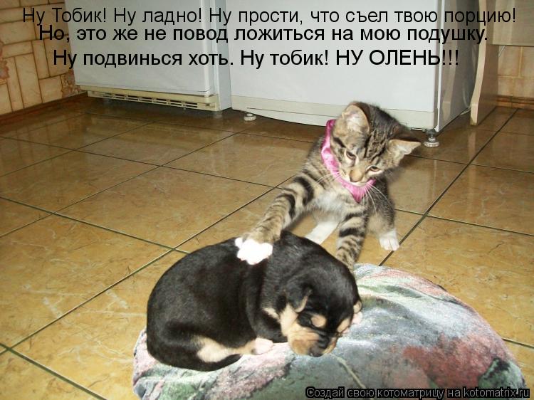 Ну Тобик! Ну ладно! Ну прости, что съел твою порцию! Но, это же не повод ложиться на мою подушку. Ну... Котоматрица: Ну Тобик! Ну ладно! Ну прости, что съел твою порцию! Но, это же не повод ложиться на мою подушку. Ну подвинься хоть. Ну тобик! НУ ОЛЕНЬ!!!