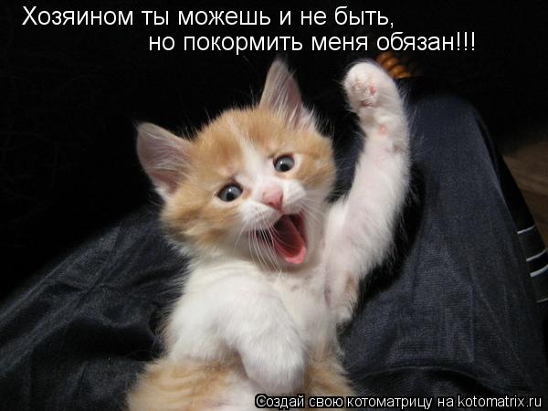 Котоматрица: Хозяином ты можешь и не быть, но покормить меня обязан!!!