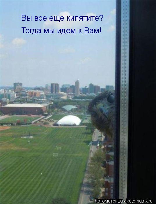 Вы все еще кипятите? Тогда мы идем к Вам!... Котоматрица: Вы все еще кипятите? Тогда мы идем к Вам!