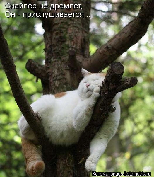 Котоматрица: Снайпер не дремлет, Он - прислушивается...