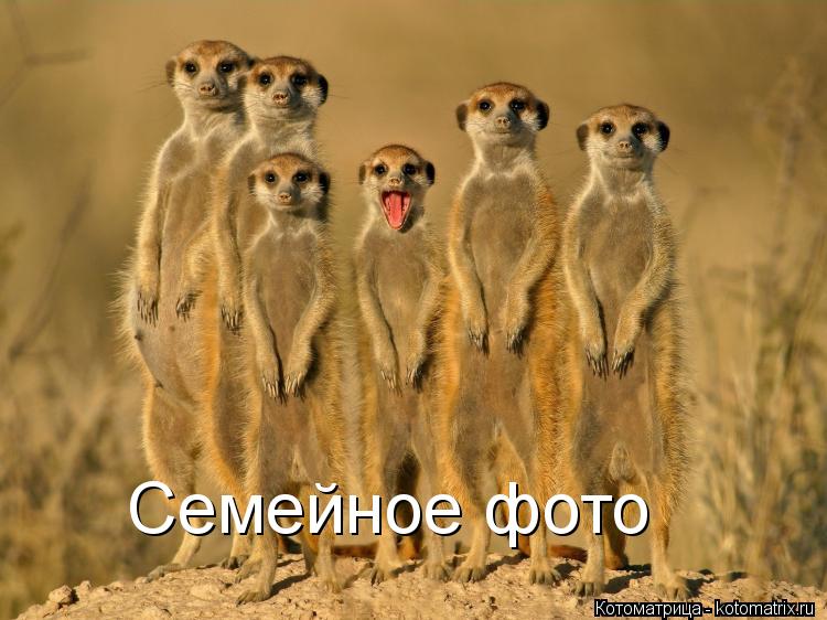 Котоматрица: Семейное фото