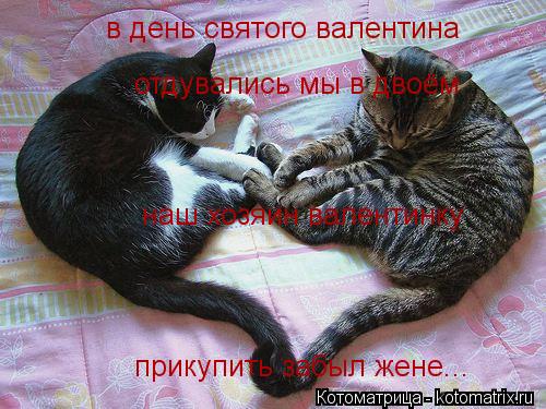 Котоматрица: в день святого валентина отдувались мы в двоём наш хозяин валентинку прикупить забыл жене...