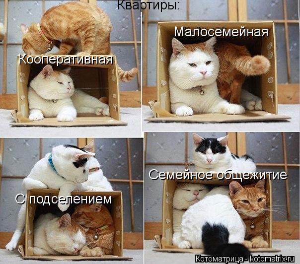 Котоматрица: Кооперативная Малосемейная С подселением Квартиры: Семейное общежитие