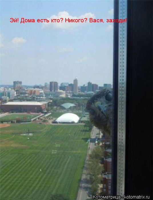 Котоматрица: Эй! Дома есть кто? Никого? Вася, заходи! Эй! Дома есть кто? Никого? Вася, заходи!