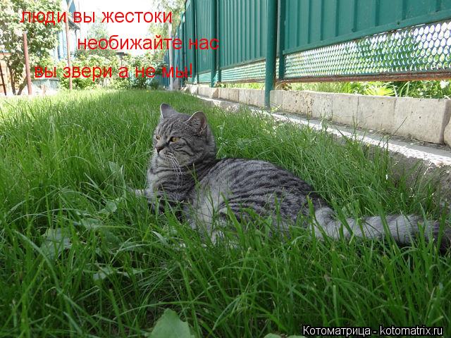 Котоматрица: люди вы жестоки  необижайте нас вы звери а не мы!