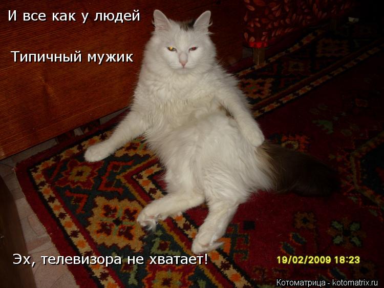 Котоматрица: И все как у людей Типичный мужик Эх, телевизора не хватает!