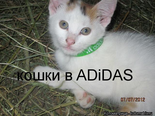 Котоматрица: кошки в ADiDAS