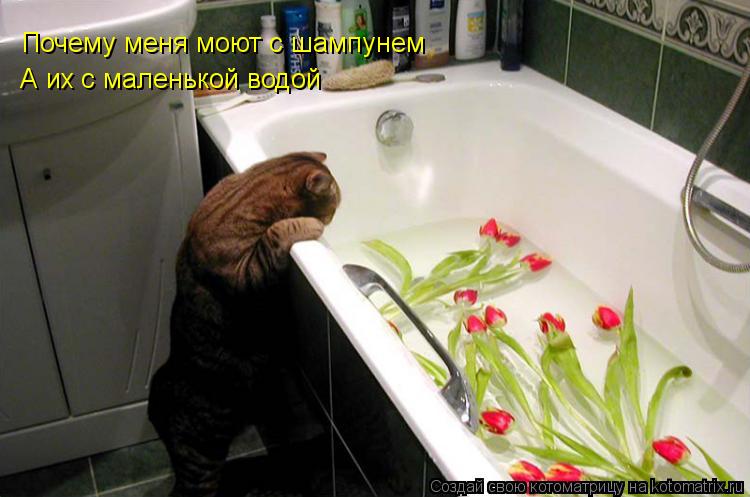 Котоматрица: Почему меня моют с шампунем А их с маленькой водой