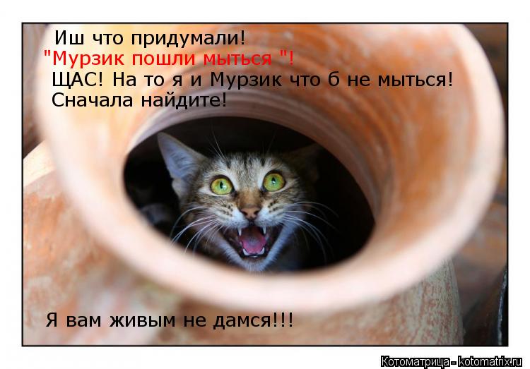 Иш что придумали! "Мурзик пошли мыться "! ЩАС! На то я и Мурзик что б не мыться! Сначала найдите! Я в... Котоматрица: Иш что придумали! "Мурзик пошли мыться "! ЩАС! На то я и Мурзик что б не мыться! Сначала найдите! Я вам живым не дамся!!!