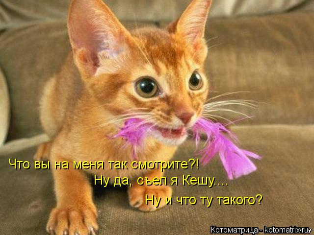 Котоматрица: Что вы на меня так смотрите?! Ну да, съел я Кешу.... Ну и что ту такого?