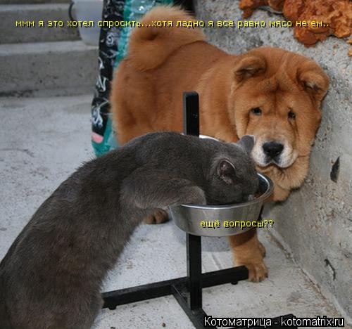Котоматрица: ммм я это хотел спросить...хотя ладно я всё равно мясо не ем.. ещё вопросы??