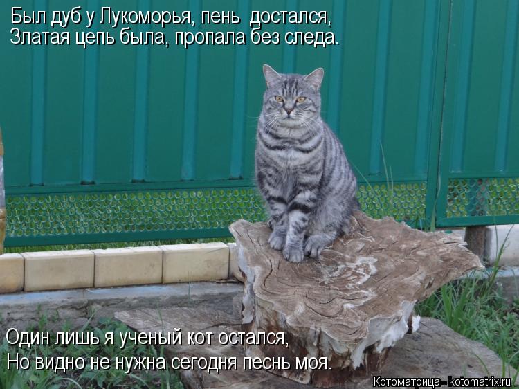 Был дуб у Лукоморья, пень достался, Златая цепь была, пропала без следа. Один лишь я ученый кот оста... Котоматрица: Был дуб у Лукоморья, пень достался, Златая цепь была, пропала без следа. Один лишь я ученый кот остался, Но видно не нужна сегодня песнь моя.