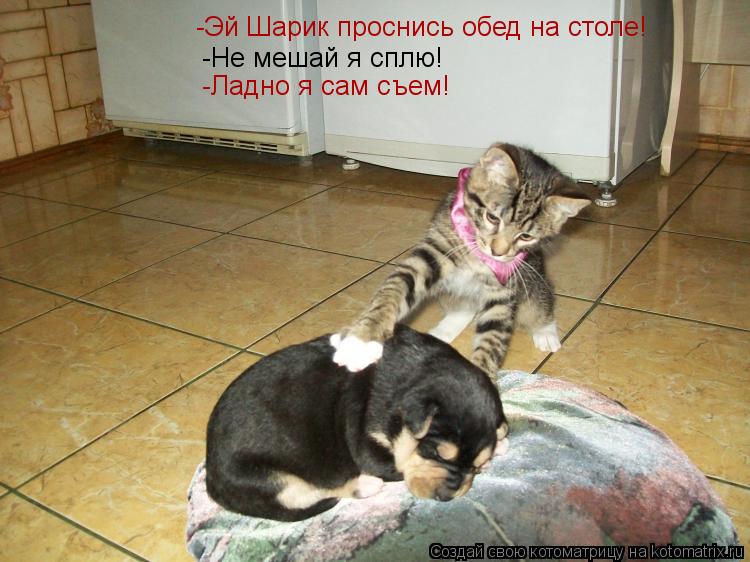 Котоматрица: -Эй Шарик проснись обед на столе! -Не мешай я сплю! -Ладно я сам съем!