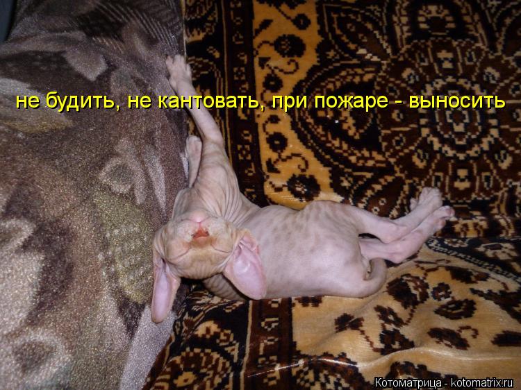 Котоматрица: не будить, не кантовать, при пожаре - выносить