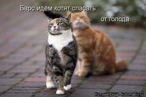 Котоматрица: Барс идём котят спасать от голода