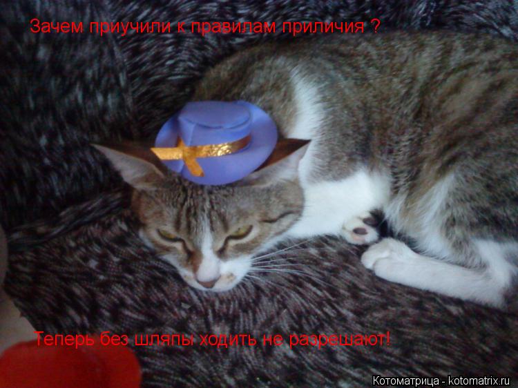 Котоматрица: Зачем приучили к правилам приличия ? Теперь без шляпы ходить не разрешают!