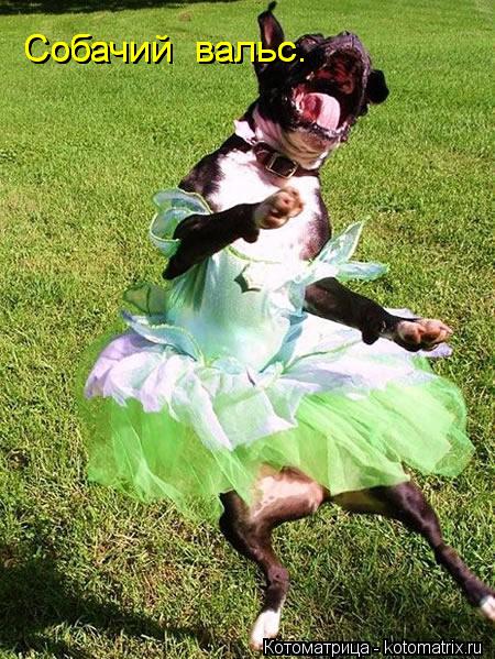 Собачий вальс. Собачий вальс. Собачий вальс.... Котоматрица: Собачий вальс. Собачий вальс. Собачий вальс.