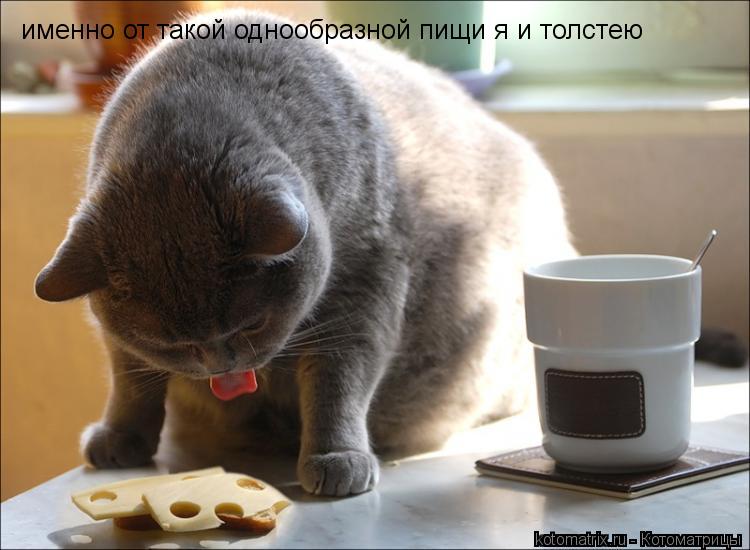 Котоматрица: именно от такой однообразной пищи я и толстею