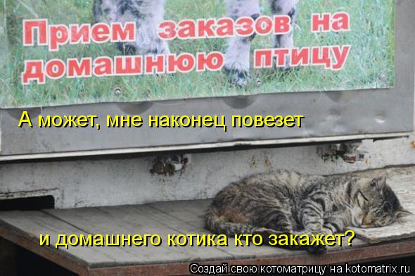 А может, мне наконец повезет и домашнего котика кто закажет?... Котоматрица: А может, мне наконец повезет и домашнего котика кто закажет?