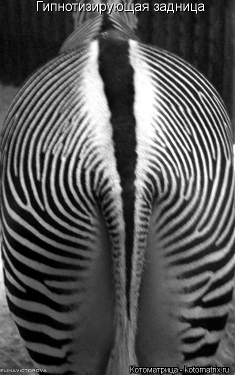 Котоматрица: Гипнотизирующая задница