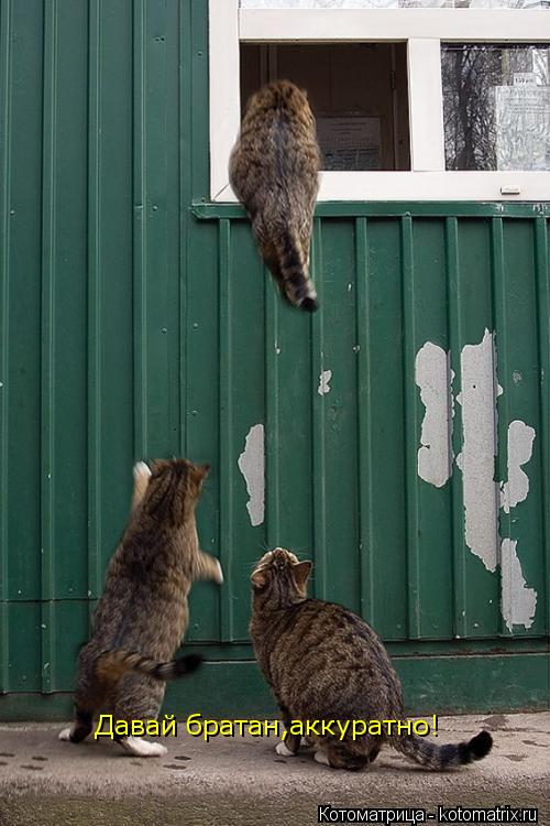 Котоматрица: Давай братан,аккуратно!
