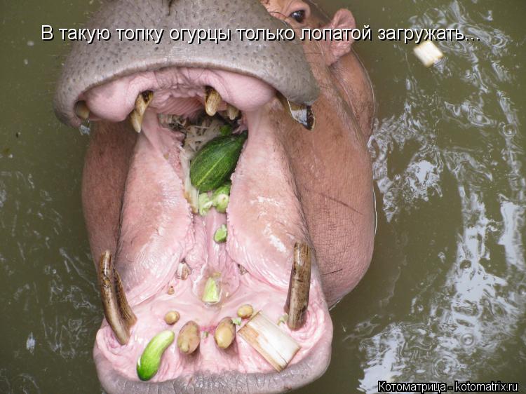 Котоматрица: В такую топку огурцы только лопатой загружать...