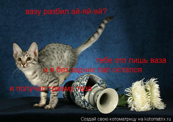 Котоматрица: вазу разбил ай-яй-яй? тебе это лишь ваза а я без задних лап остался и получил травму таза