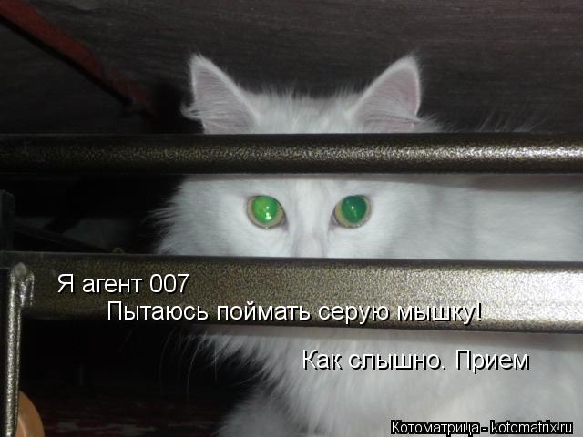 Котоматрица: Я агент 007 Пытаюсь поймать серую мышку! Как слышно. Прием