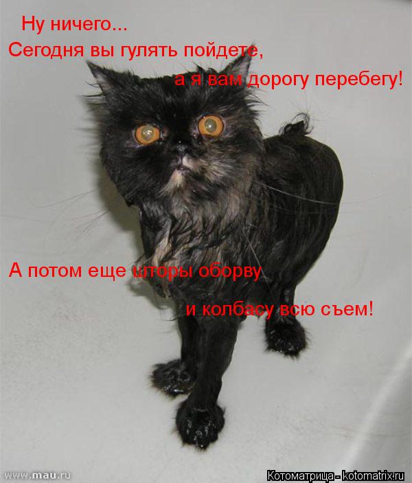 Котоматрица: Ну ничего... Сегодня вы гулять пойдете, а я вам дорогу перебегу! А потом еще шторы оборву и колбасу всю съем!