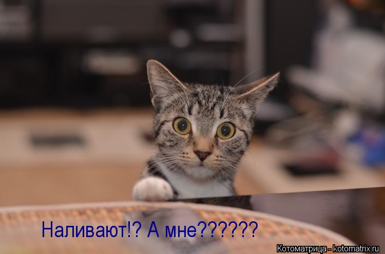 Котоматрица: Наливают!? А мне??????
